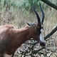 Blesbok