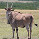 Eland