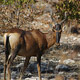 Red Hartebeest
